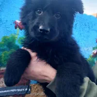 توله ژرمن بلک