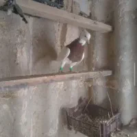 فقط تا فردا ظهرجفتش 650 به شرط ساده کاکلی عروسک نر