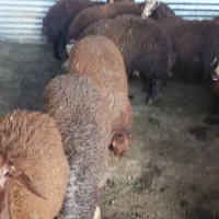گوسفند
