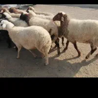 شیشک. ارسنجان|حیوانات مزرعه|شیراز, احمدآباد|دیوار