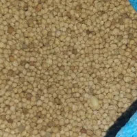 نخود امسال تمیز