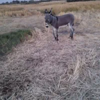 الاغ نر|حیوانات مزرعه|شیراز, گل سرخ|دیوار