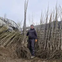 فروش عمده نهال صنوبر و میوه دیرگل|خدمات باغبانی و درختکاری|اردبیل, |دیوار