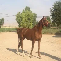 مادیان و کره|اسب و تجهیزات اسب‌سواری|هلیلان, |دیوار