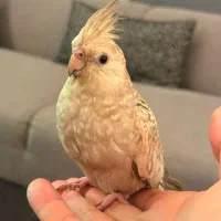 عروس هلندی گمشده|حیوانات|بندرعباس, |دیوار