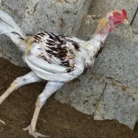 خروس لاری درجه یک|حیوانات مزرعه|جناح, |دیوار