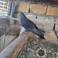 لوت و گرگی سبز|پرنده|بندر ماهشهر, |دیوار