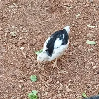 جوجه مرغ و خروس گلین اصل