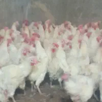 مرغ سفید تخم گزار و مخصوص قربانی|حیوانات مزرعه|قوچان, |دیوار