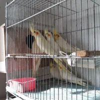 عروس هلندی مولد باجوجه