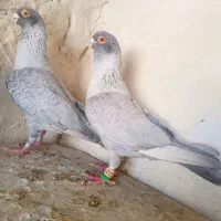 4تا نرو ماده موشی طوق سفید چاپی