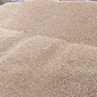 گندم ابی امسال قیمت مناسب