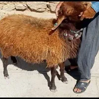 قوچ کار هموزیگوت|حیوانات مزرعه|تهران, دولتخواه شمالی|دیوار