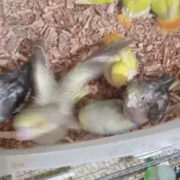 کوتوله سرلاکی و عروس|پرنده|قم, آذر (نکویی)|دیوار