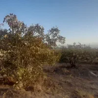 زمین دشت انقلاب