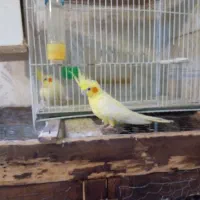 عروس هلندی مینا کوتوله