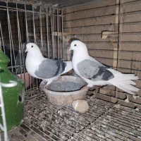 ی جفت دوکت سبز نروماده همه چی تموم