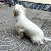 سگ خانگی|سگ|میاندوآب, |دیوار