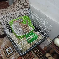 خرگوش لوپ