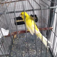 جوجه قناری رسمی بلند|پرنده|مهدی شهر, |دیوار