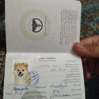 توله سگ پامرانین|سگ|تهران, شهرک ولیعصر شمالی|دیوار