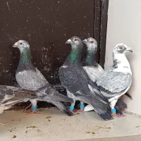 کبوتر سار سوسکی بزک