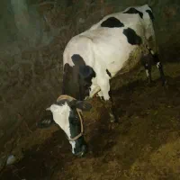 گاو گوساله هلیشتین