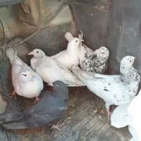 هفرنگ|پرنده|سبزوار, غرب نیروگاه|دیوار