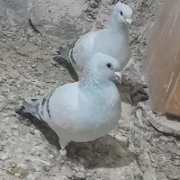 شامی کاکلی روشن و...|پرنده|قائن, |دیوار