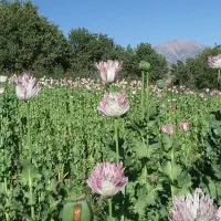 کارگر باغبان|خدمات باغبانی و درختکاری|کوهدشت, |دیوار