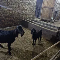 بز و بزگاله پاکستانی|حیوانات مزرعه|زنجان, |دیوار