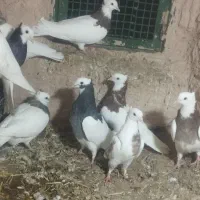 14عدد طوقی  پرشی