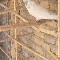 کفتر پرشی|پرنده|اردکان, |دیوار