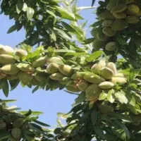 فروش نهال صنوبر درجه ۱ ترکیه|خدمات باغبانی و درختکاری|طاغنکوه, |دیوار