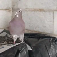 فروش کبوتر پرشی