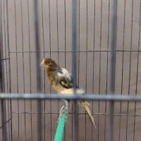 قناری ماده ابلق|پرنده|قزوین, |دیوار