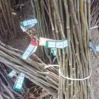 ارقام نهال میوه تضمینی و لیبیل دار