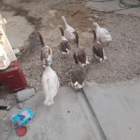 غاز دونه ۶۰۰