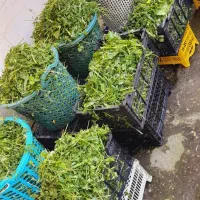 کار در کارگاه سبزیجات آماده طبخ|استخدام خدمات فروشگاه و رستوران|لاهیجان, یوسف آباد|دیوار