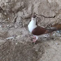 جفت نریک عددطوقی سیاه کاکل ویک چپ دم سرخ|پرنده|هامون, |دیوار