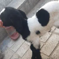 بزغاله شیری و بره نر جهت کشتار