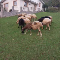 گوسفند داشتی|حیوانات مزرعه|اطاقور, |دیوار