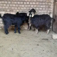 ۴راس  بزغاله ماده سالم وسرحال تکی وکلی