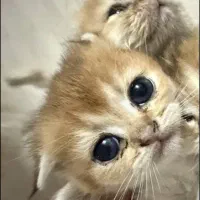 گربه گلد Ny