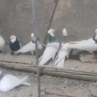 کبوتر طوقی|پرنده|سردرود, |دیوار