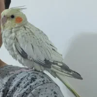 عروس هلندی، گل باقالی