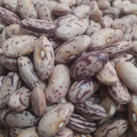 پخش عمده و جزیی انواع حبوبات با کیفیت بالا|عمدهفروشی|رشت, لاکان|دیوار