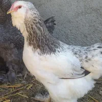 مرغ و خروس مرندی ریشو گپی