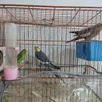 ی جفت عروس هلندی مولد