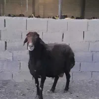قوچ هترو افشاری اصل